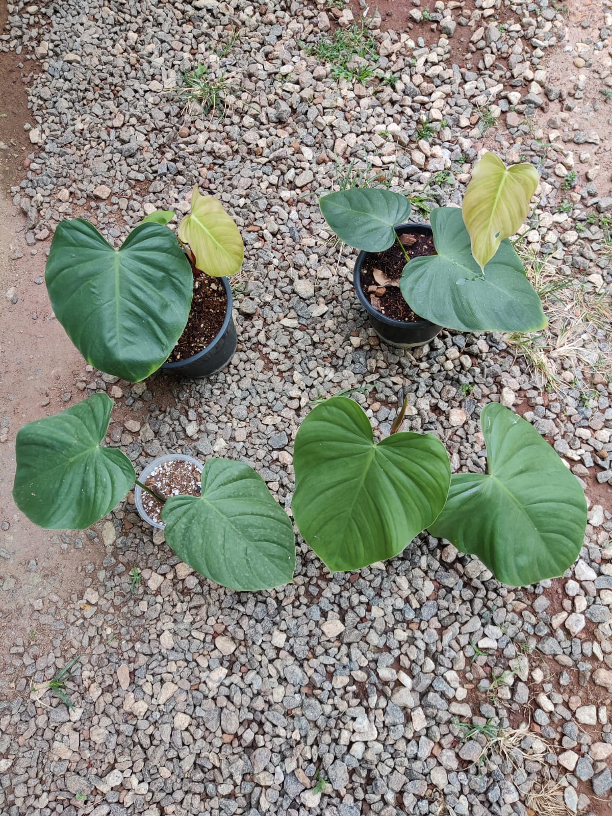 Philodendron Nangaritense x Werneri