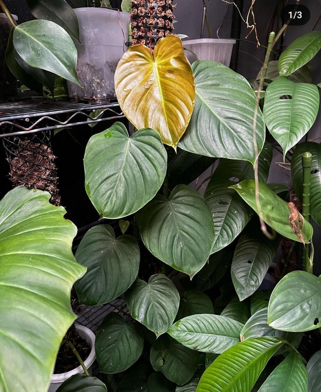 Philodendron Nangaritense x Werneri