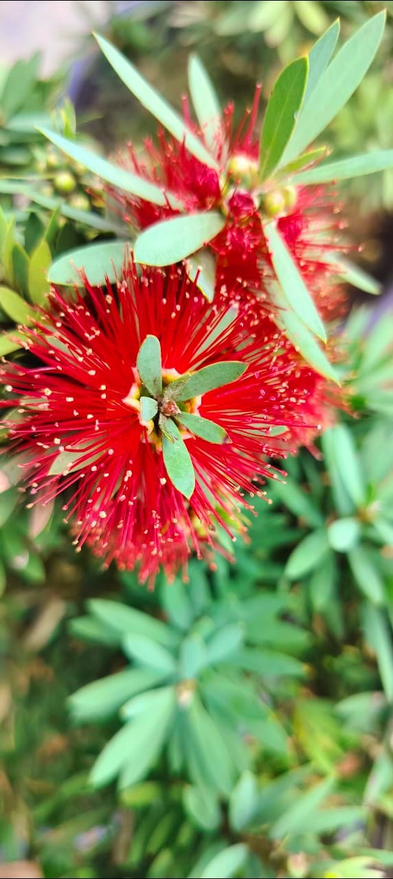 Callistemon 'Little John' (Dwarf Callistemon)