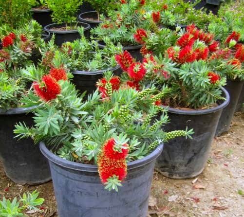 Callistemon 'Little John' (Dwarf Callistemon)