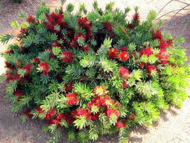 Callistemon 'Little John' (Dwarf Callistemon)