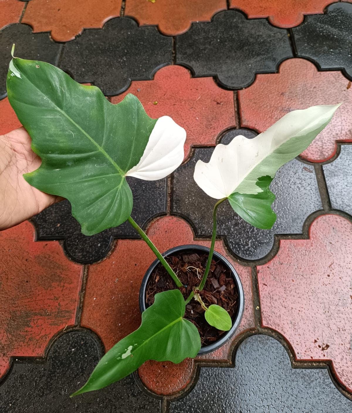 Philodendron Golden Dragon Variegated