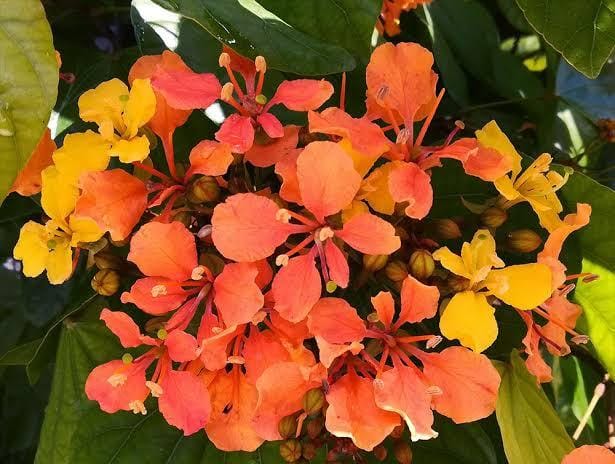 Climbing Bauhinia (Bauhinia bidentata)