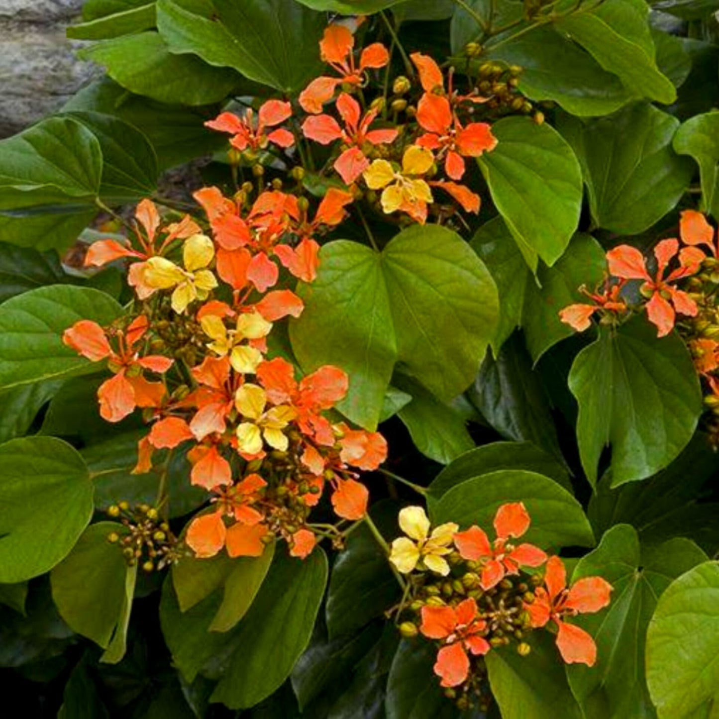 Climbing Bauhinia (Bauhinia bidentata)