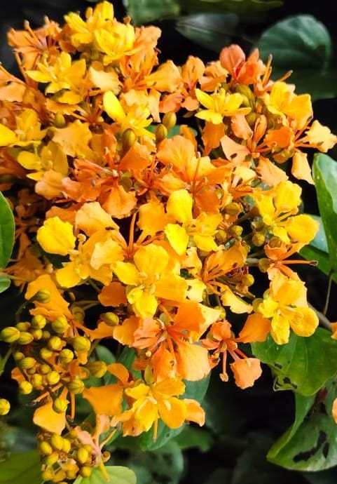 Climbing Bauhinia (Bauhinia bidentata)