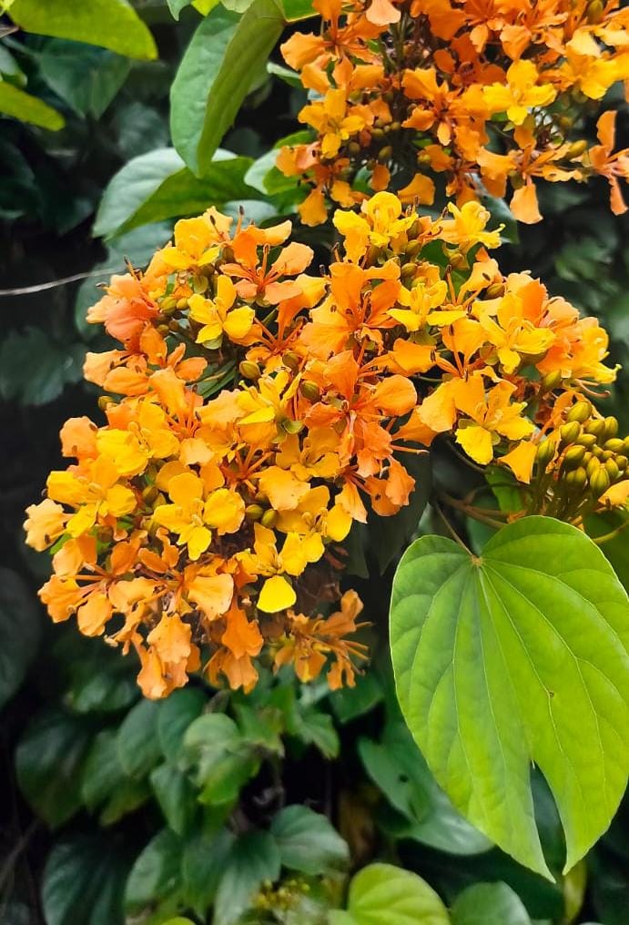 Climbing Bauhinia (Bauhinia bidentata)