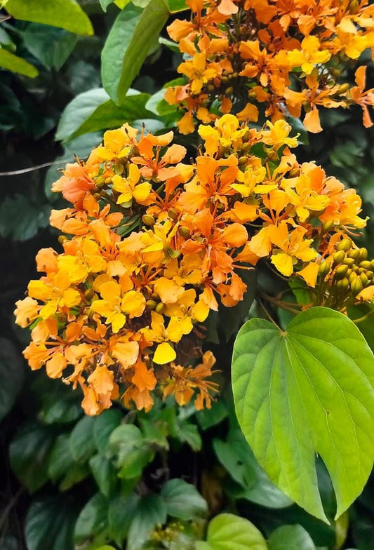 Climbing Bauhinia (Bauhinia bidentata)