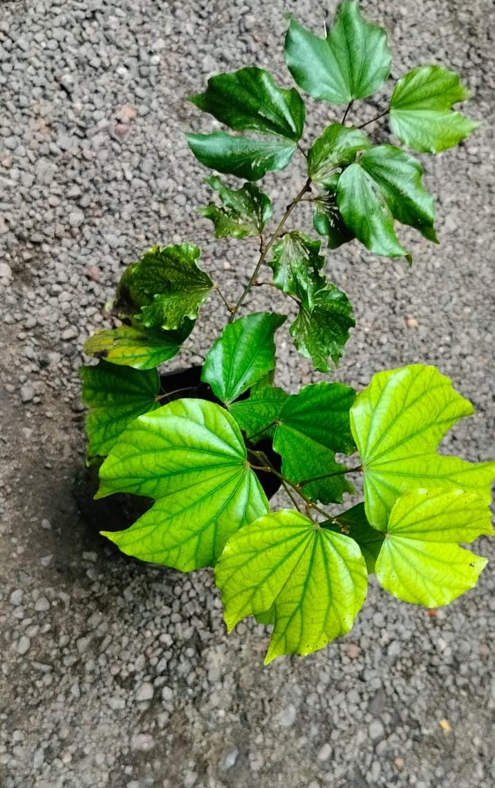 Climbing Bauhinia (Bauhinia bidentata)