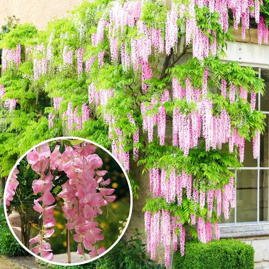 Pink Wisteria