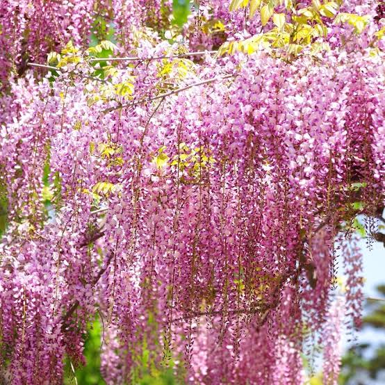 Pink Wisteria