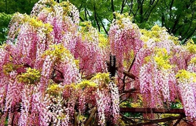 Pink Wisteria