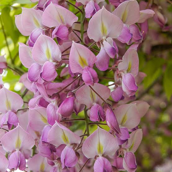 Pink Wisteria