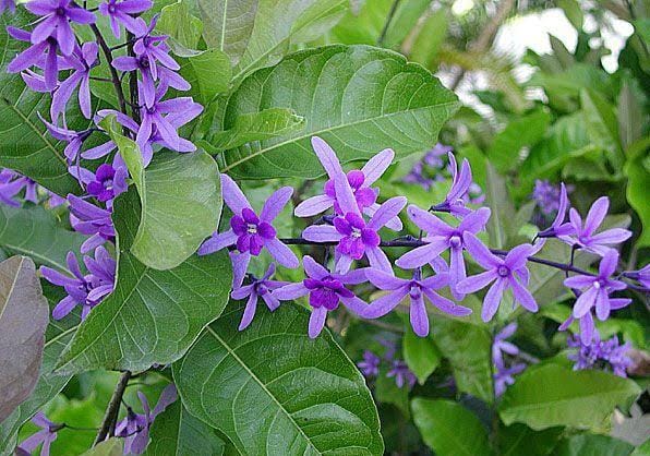 Petrea Volubilis Violet