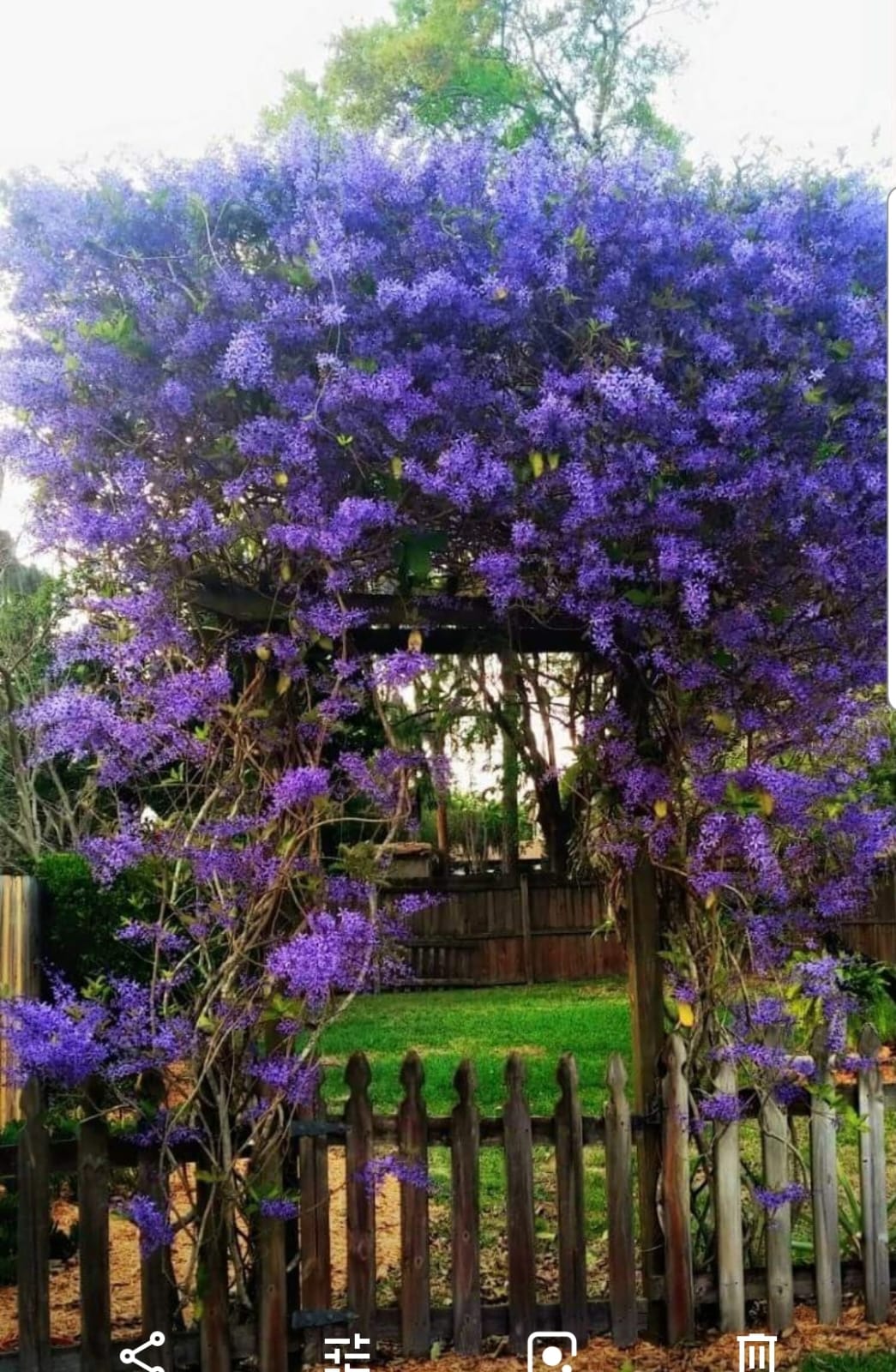 Petrea Volubilis Violet