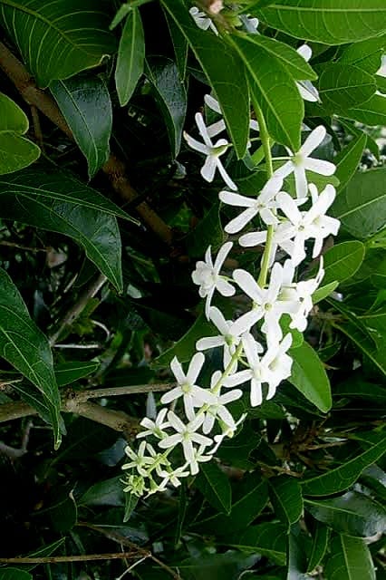 Petrea Volubilis White