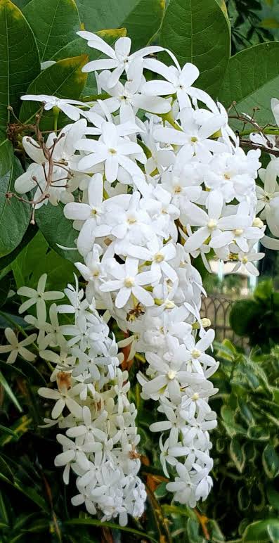 Petrea Volubilis White