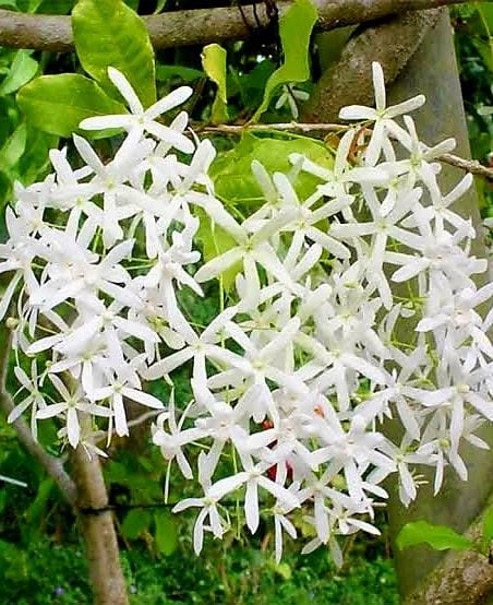 Petrea Volubilis White