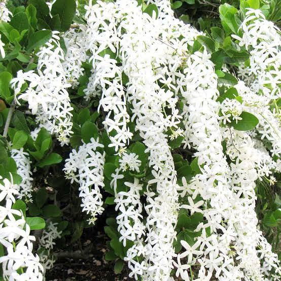 Petrea Volubilis White