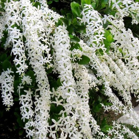 Petrea Volubilis White