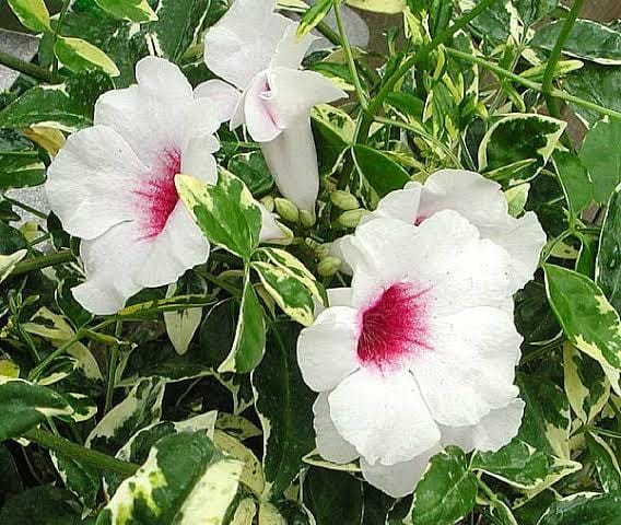 Pandorea Jasminoides 'Variegata' (Variegated Bower Vine)