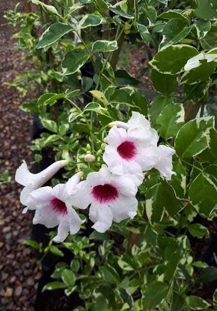 Pandorea Jasminoides 'Variegata' (Variegated Bower Vine)