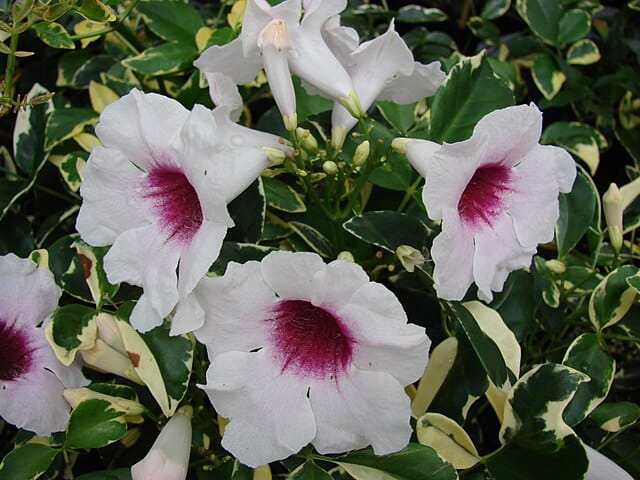 Pandorea Jasminoides 'Variegata' (Variegated Bower Vine)