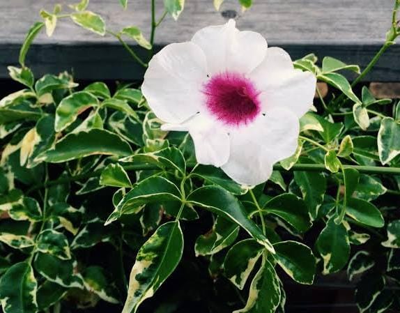 Pandorea Jasminoides 'Variegata' (Variegated Bower Vine)