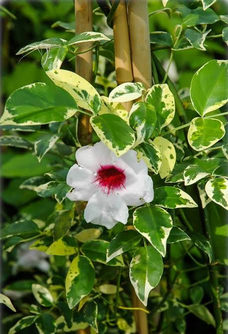 Pandorea Jasminoides 'Variegata' (Variegated Bower Vine)