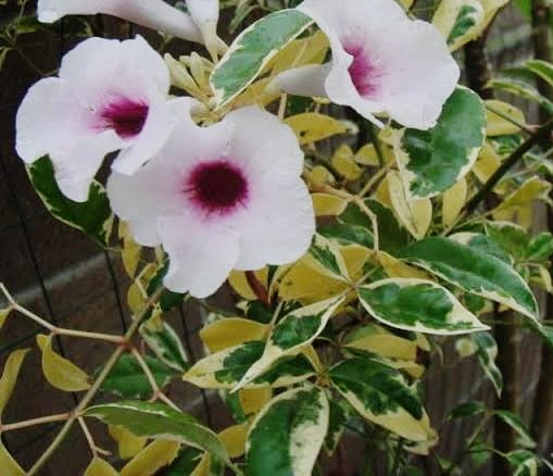 Pandorea Jasminoides 'Variegata' (Variegated Bower Vine)