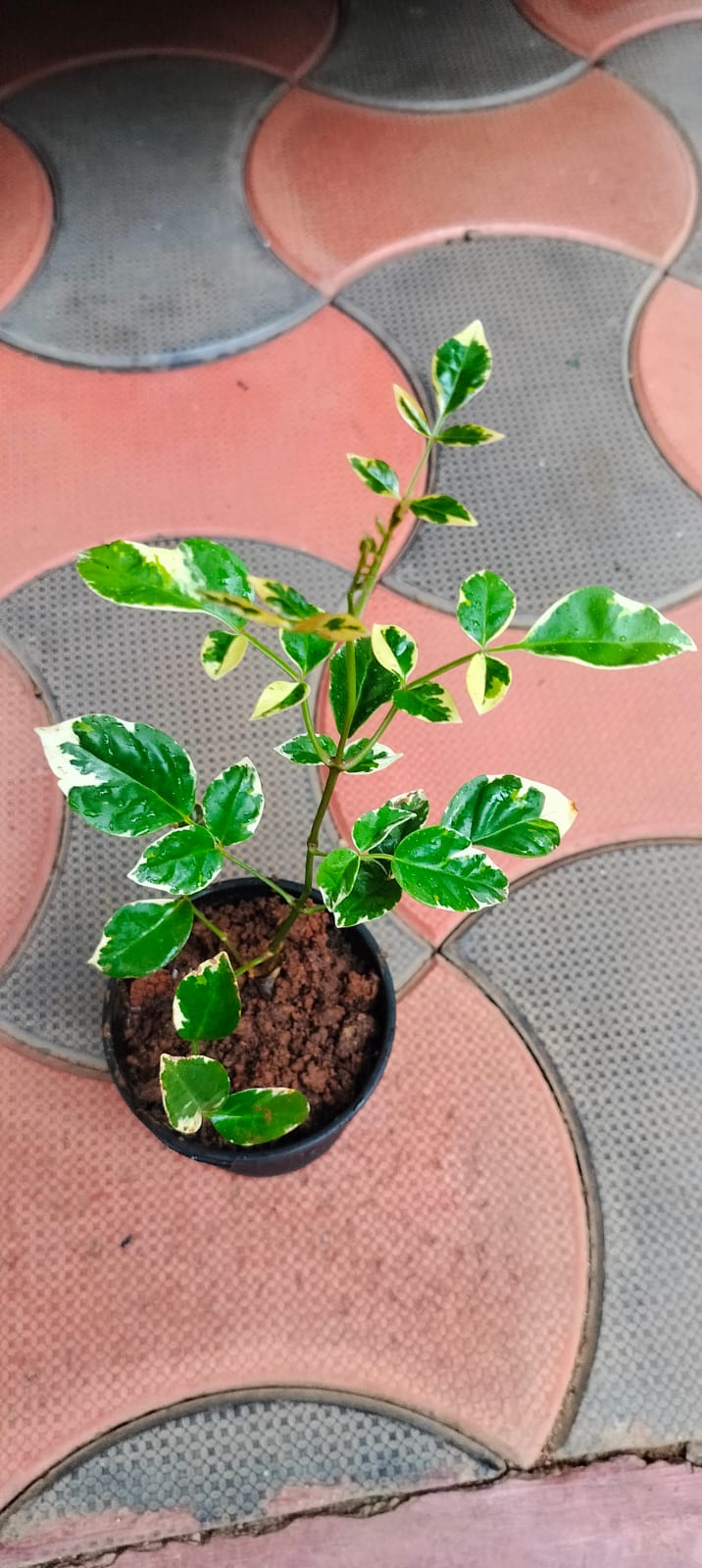 Pandorea Jasminoides 'Variegata' (Variegated Bower Vine)