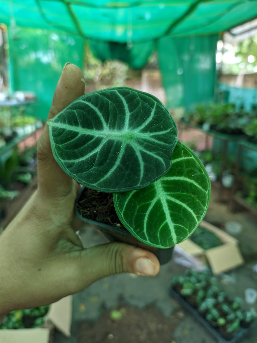 Alocasia Ninja Tuber 'Juvenile'