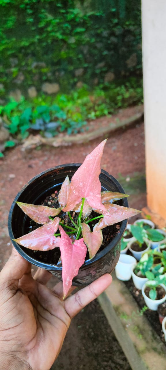 Syngonium Podophyllum Pink 'Mickey'