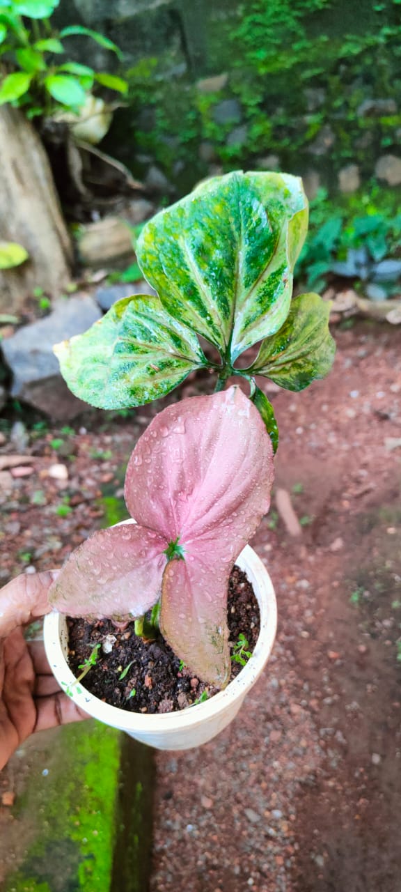 Syngonium Podophyllum Pink Perfection