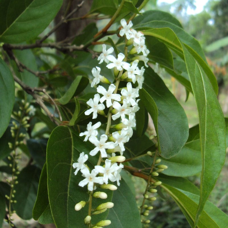 Fiddlewood (Citharexylum Spinosum) / Parijatham Plant