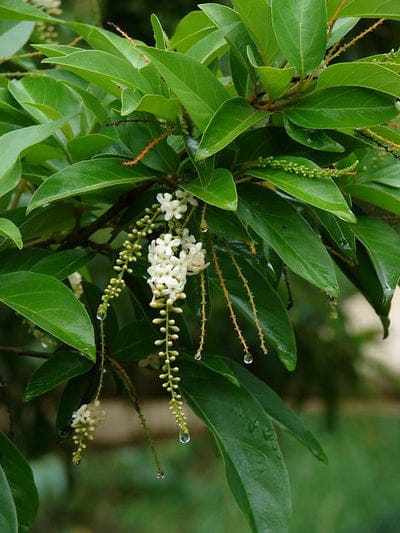 Fiddlewood (Citharexylum Spinosum) / Parijatham Plant