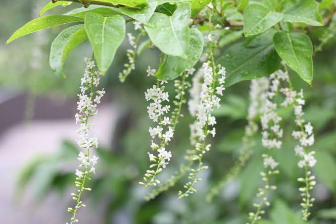 Fiddlewood (Citharexylum Spinosum) / Parijatham Plant