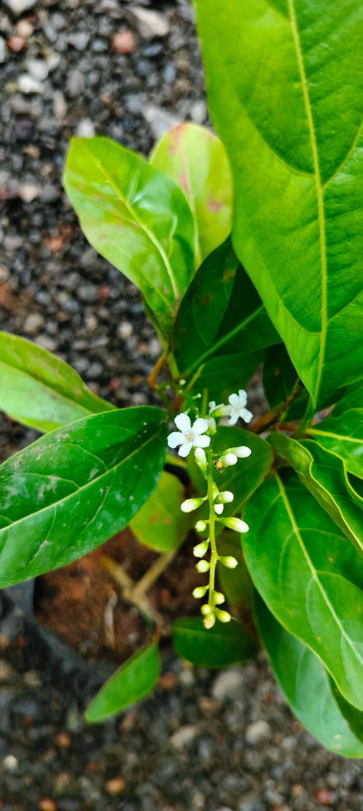 Fiddlewood (Citharexylum Spinosum) / Parijatham Plant