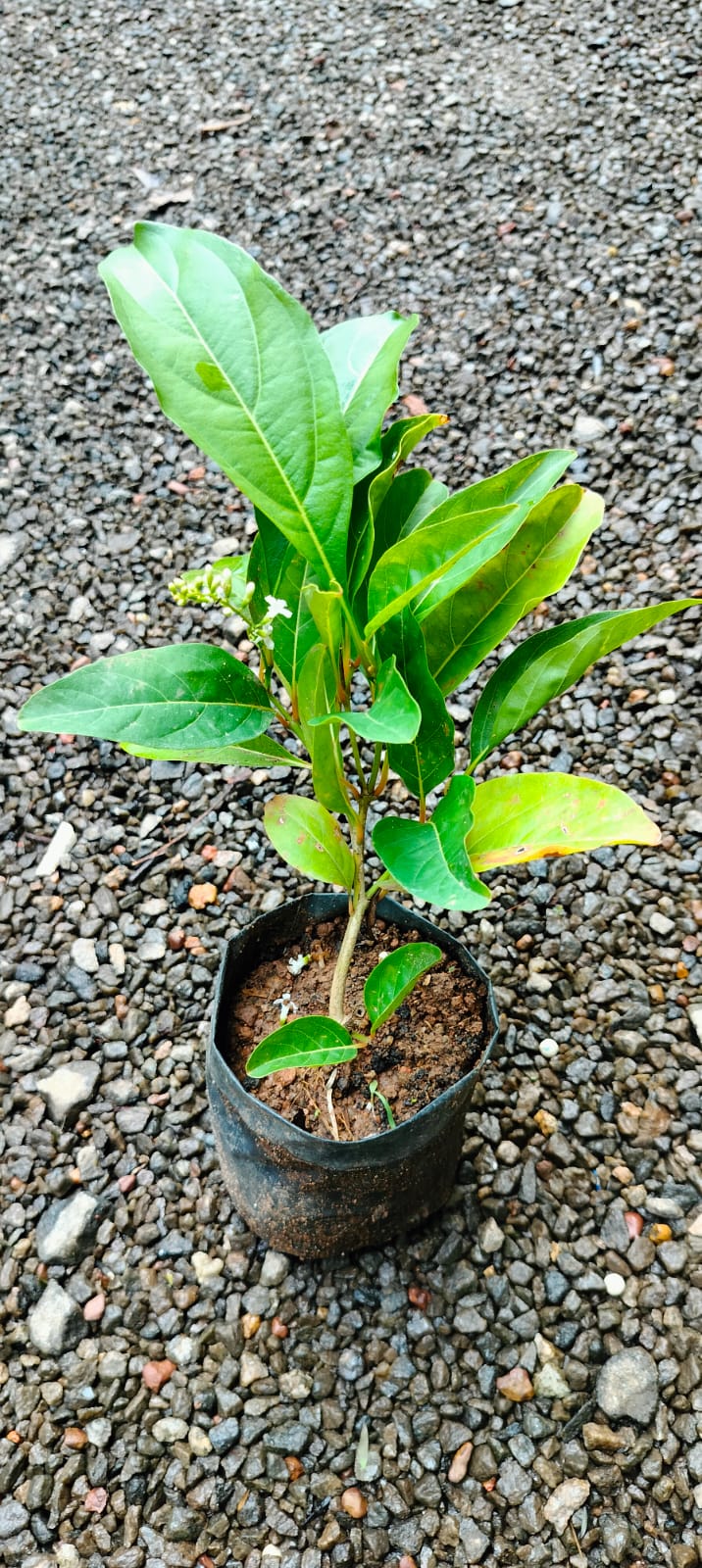 Fiddlewood (Citharexylum Spinosum) / Parijatham Plant