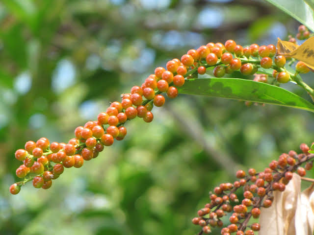 Fiddlewood (Citharexylum Spinosum) / Parijatham Plant