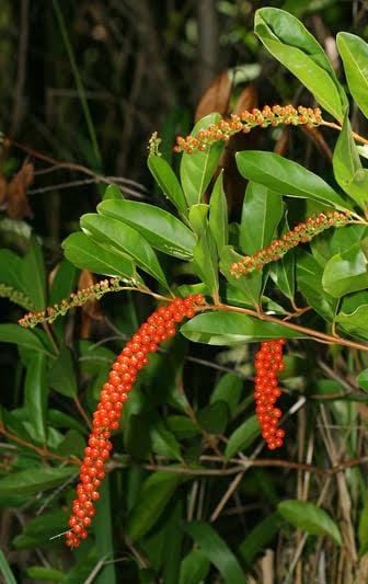 Fiddlewood (Citharexylum Spinosum) / Parijatham Plant