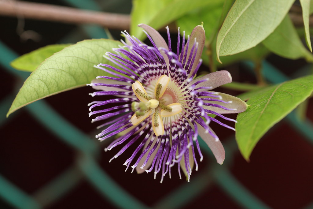 Passiflora Purple/ Passiflora Incarnata