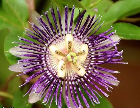 Passiflora Purple/ Passiflora Incarnata