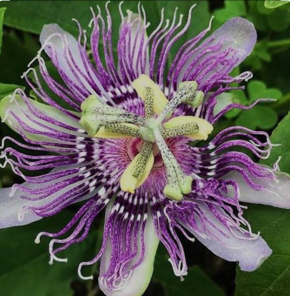 Passiflora Purple/ Passiflora Incarnata