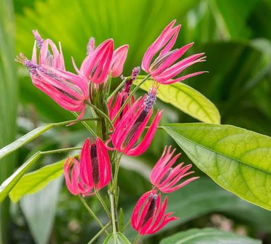 Brazilian Candle/ Pavonia Multiflora