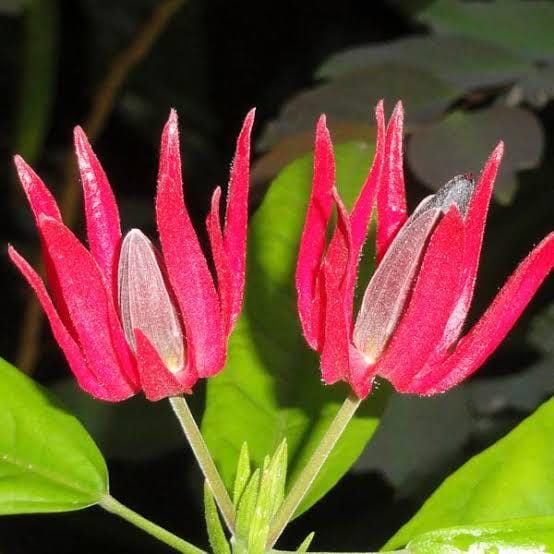 Brazilian Candle/ Pavonia Multiflora