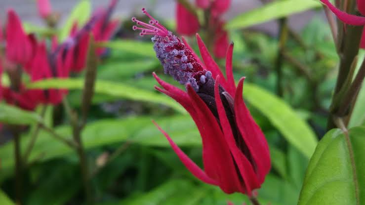 Brazilian Candle/ Pavonia Multiflora