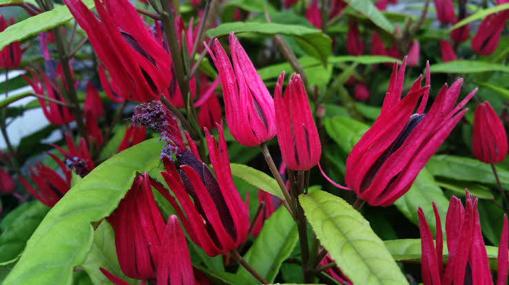 Brazilian Candle/ Pavonia Multiflora