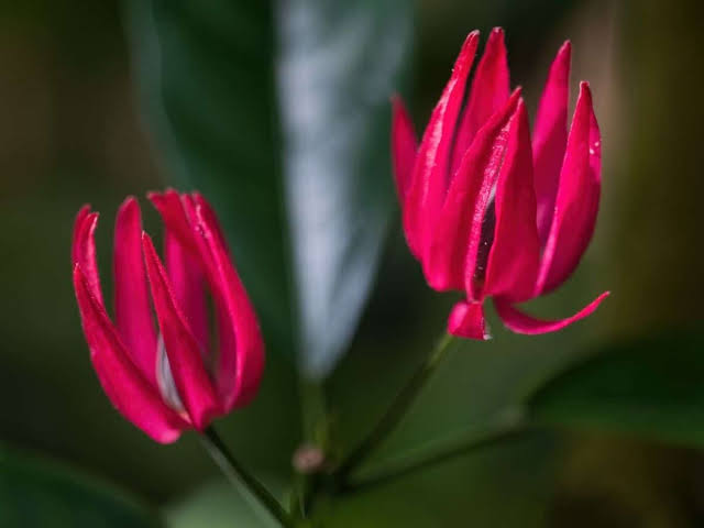 Brazilian Candle/ Pavonia Multiflora