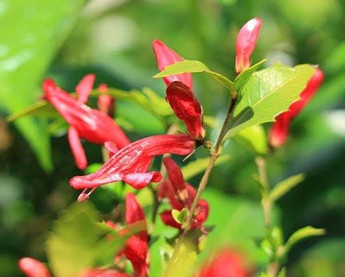 Holly Fushia/ Graptophyllum Ilicifolium