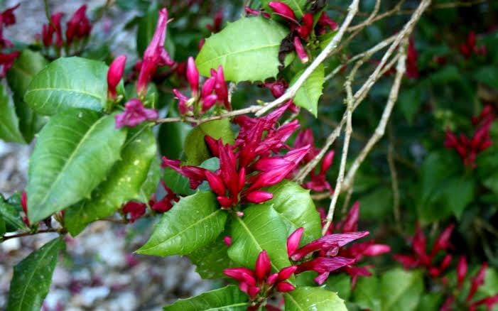 Holly Fushia/ Graptophyllum Ilicifolium